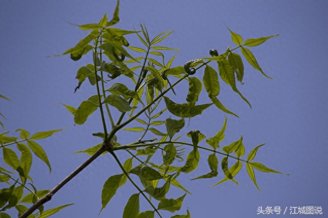 黄菠萝树经济价值、药用价值极高,是我国一级保护植物禁伐木材